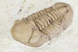 Detailed, Long Kainops Trilobite - Oklahoma #95686-5